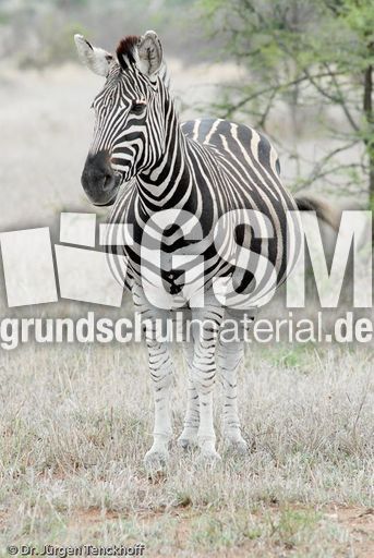 Zebra (3 von 28).jpg